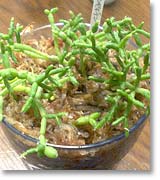 2005ǯRhipsalis cereuscula(åƳ)