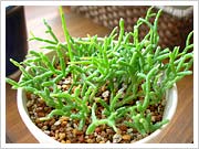 Rhipsalis cereusculaʥåǳ