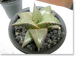 ̿Haworthia tesselata NO.1(åǳ)