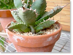 ̿Agave NO.1ҳ(åǳ)