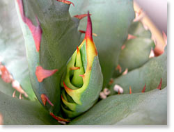 ̿Agave NO.1Ĳ(åǳ)