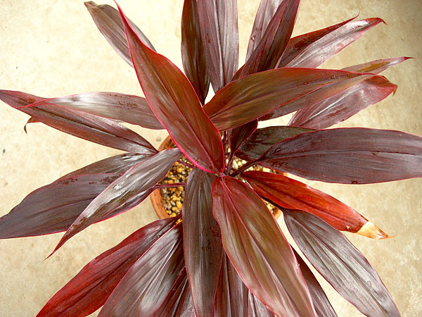 観葉の赤いヤツ コルディリネ アイチアカ 緑町のウェブ屋 多肉植物と球根 着生植物のベランダガーデン 跡地