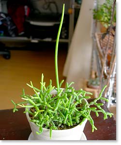 ̿2006ǯ2Rhipsalis cereuscula(åǳ)