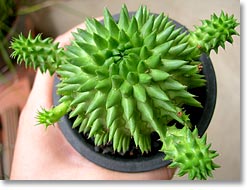 ̿桼եӥ(Euphorbia suzannae)(åǳ)