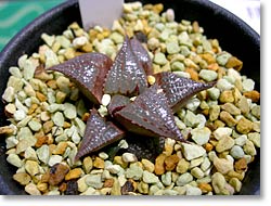 ̿2006ǯ9Haworthia badia(åǳ)