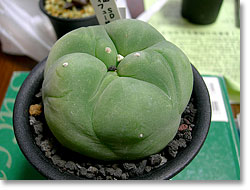 ̿Lophophora diffusa(åǳ)