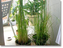写真：サル宅のベランダ3・水生植物(クリックで拡大)
