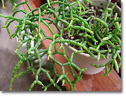 ̿Rhipsalis cereuscula2ʥåǳ)