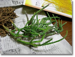 ̿Rhipsalis pilocarpa