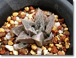 ̿Haworthia sp. ޥ硼