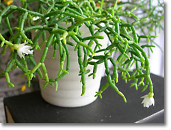 ̿Rhipsalis cereuscula