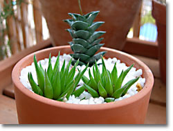 ̿Haworthia chloracantha sp.ʥåǳ)