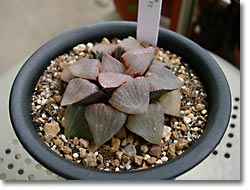 ̿Haworthia pictaʥåǳ)