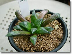 ̿Haworthia maraisiiֱסʥåǳ)