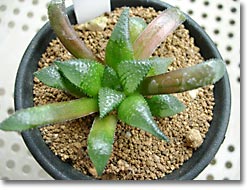 ̿Haworthia maraisiiֱסʥåǳ)