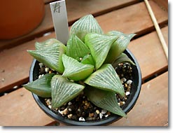 ̿Haworthia retusaʥåǳ)