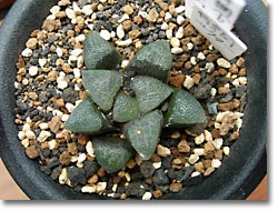 ̿Haworthia correcta 'Toku-Ami'ʥåǳ)