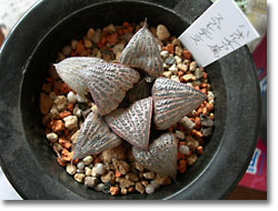 ̿Haworthia splendens (magnifica var. splendens)ʥåǳ)