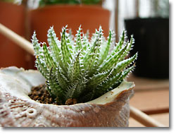 ̿Haworthia luteoroseaʥåǳ)