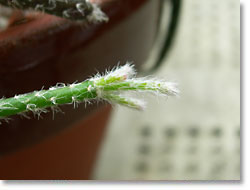 ̿Rhipsalis pilocarpa 2(åǳ)