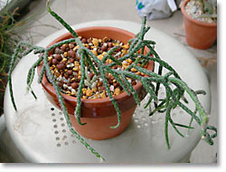 ̿Rhipsalis pilocarpa(åǳ)