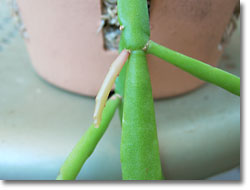 ̿Rhipsalis micrantha̸ˤο(åǳ)