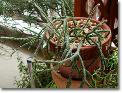 img:Rhipsalis pilocarpa(åǳ)