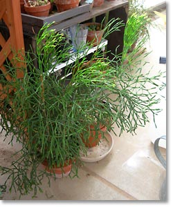 img:Hatiora bambusoides(åǳ)