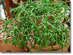 img:Rhipsalis cereuscula(åǳ)