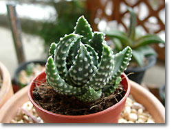 ̿Haworthia pumila(åǳ)