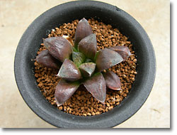 ̿Haworthia 'Chocolate'(åǳ)