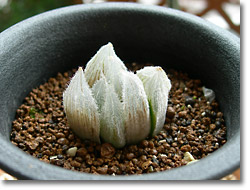 ̿Haworthia venusta(åǳ)