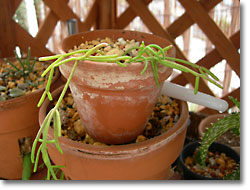 ̿Rhipsalis capilliformis (åǳ)