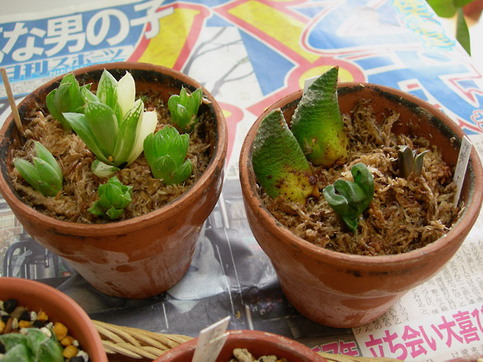 ハオルチア 水ゴケ根出しのツレヅレ 緑町のウェブ屋 多肉植物と球根 着生植物のベランダガーデン 跡地