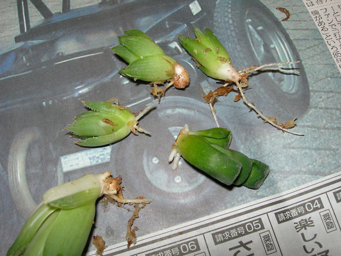 ハオルチア 水ゴケ根出しのツレヅレ 緑町のウェブ屋 多肉植物と球根 着生植物のベランダガーデン 跡地