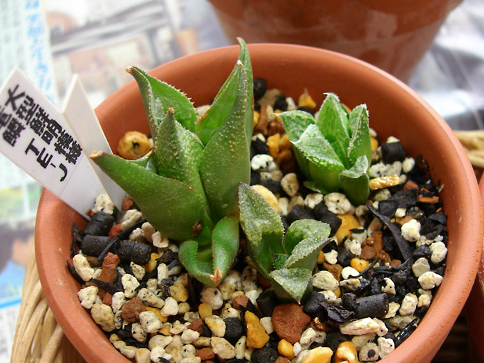 ハオルチア 水ゴケ根出しのツレヅレ 緑町のウェブ屋 多肉植物と球根 着生植物のベランダガーデン 跡地