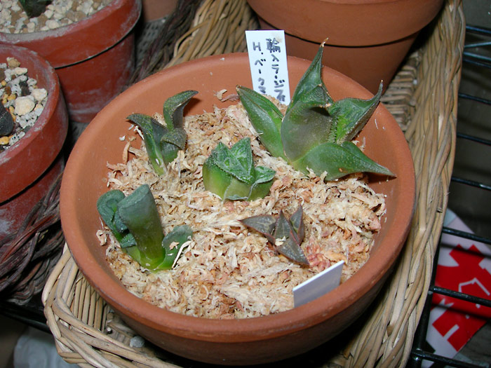 ハオルチア 水ゴケ根出しのツレヅレ 緑町のウェブ屋 多肉植物と球根 着生植物のベランダガーデン 跡地