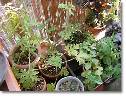 写真：レモンバーベナ、ローズゼラニウム、八重咲きペチュニア、宿根イベリス(クリックで拡大)
