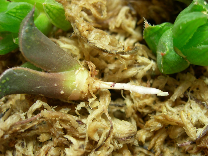 発根は忍耐なのじゃ バディア編 緑町のウェブ屋 多肉植物と球根 着生植物のベランダガーデン 跡地