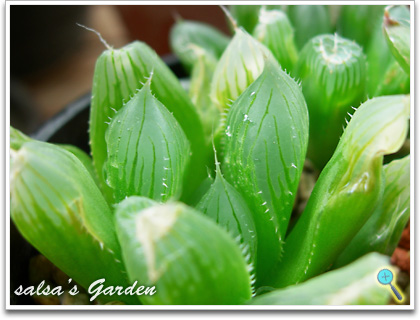 Haworthia cooperi var.dielsiana