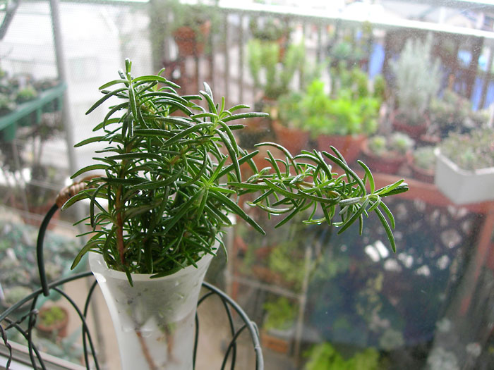 水挿しローズマリーの発根 緑町のウェブ屋 多肉植物と球根 着生植物のベランダガーデン 跡地