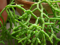 ̿ Rhipsalis cereuscula2(åǳ)