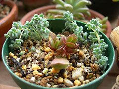 ̿Crassula clavata(åǳ)