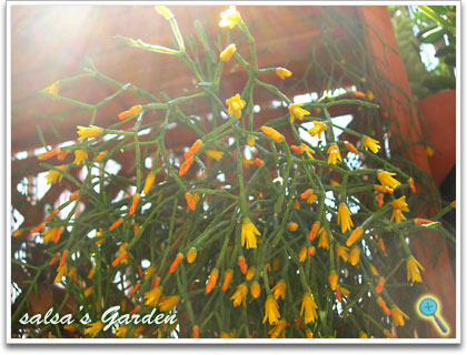 初夏を呼ぶ幸せの黄色い猿恋葦の花（クリックで画像が拡大します）