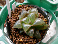 ̿Haworthia mirabilis v.mirabilis(åǳ)