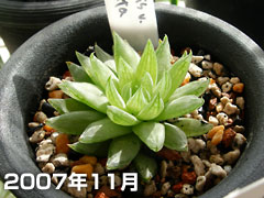 ̿caeruleaԥĥ顼2007ǯ11