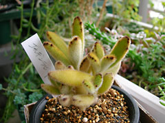 ̿ǥӥå Kalanchoe tomentosa f.(åǳ)