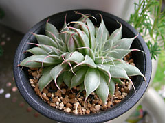 ̿ץȥ٥ꥢС Graptoveria 'Silver Star'(åǳ)