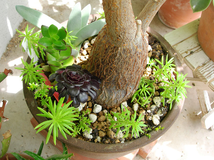 多肉の寄せ植えならぬごった植え特番 緑町のウェブ屋 多肉植物と球根 着生植物のベランダガーデン 跡地