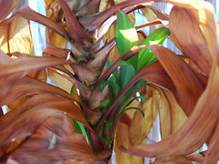 写真：コルディリネ・パープルコンパクタ 茎の新芽(クリックで拡大)